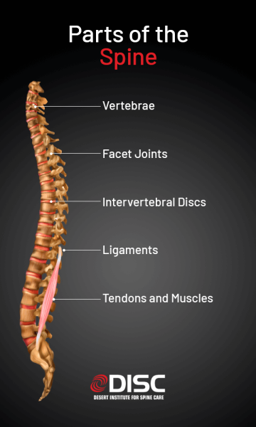 Understanding How Your Spine Functions & Its Parts | DISC