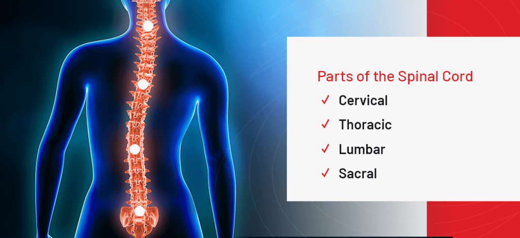 Understanding How Your Spine Functions & Its Parts | DISC